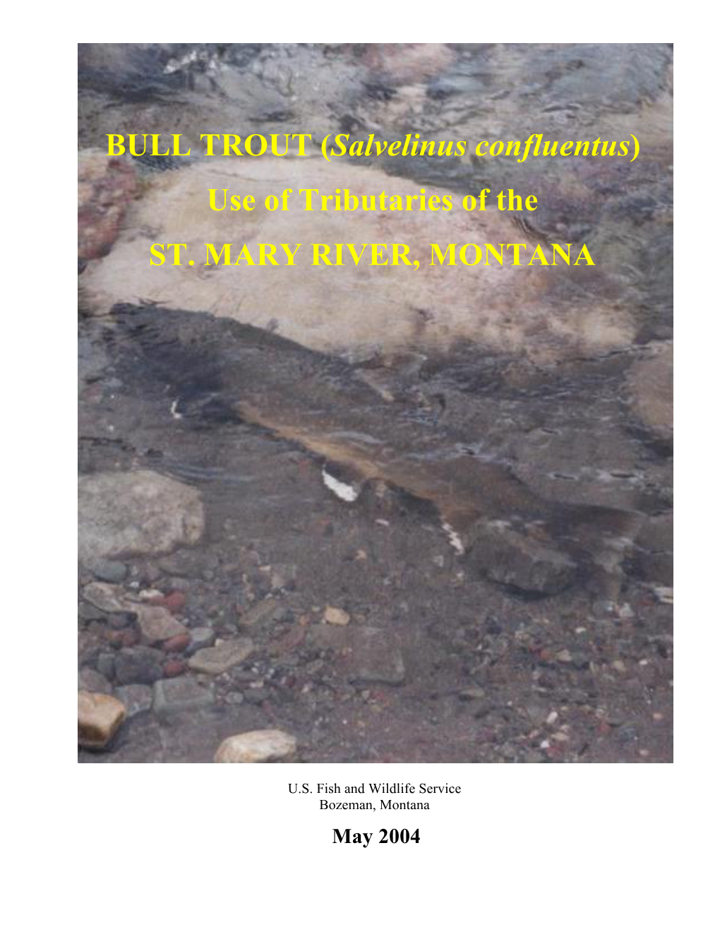 (Salvelinus Confluentus) Use of the Tributaries of the St. Mary River