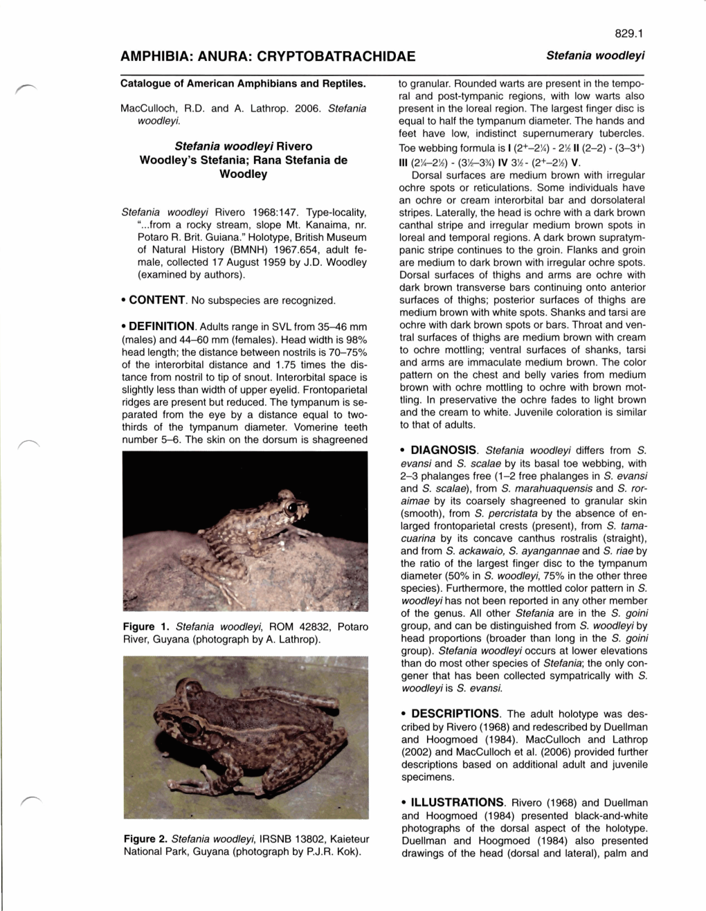 AMPHIBIA: ANURA: CRYPTOBATRACHIDAE Stefania Woodleyi