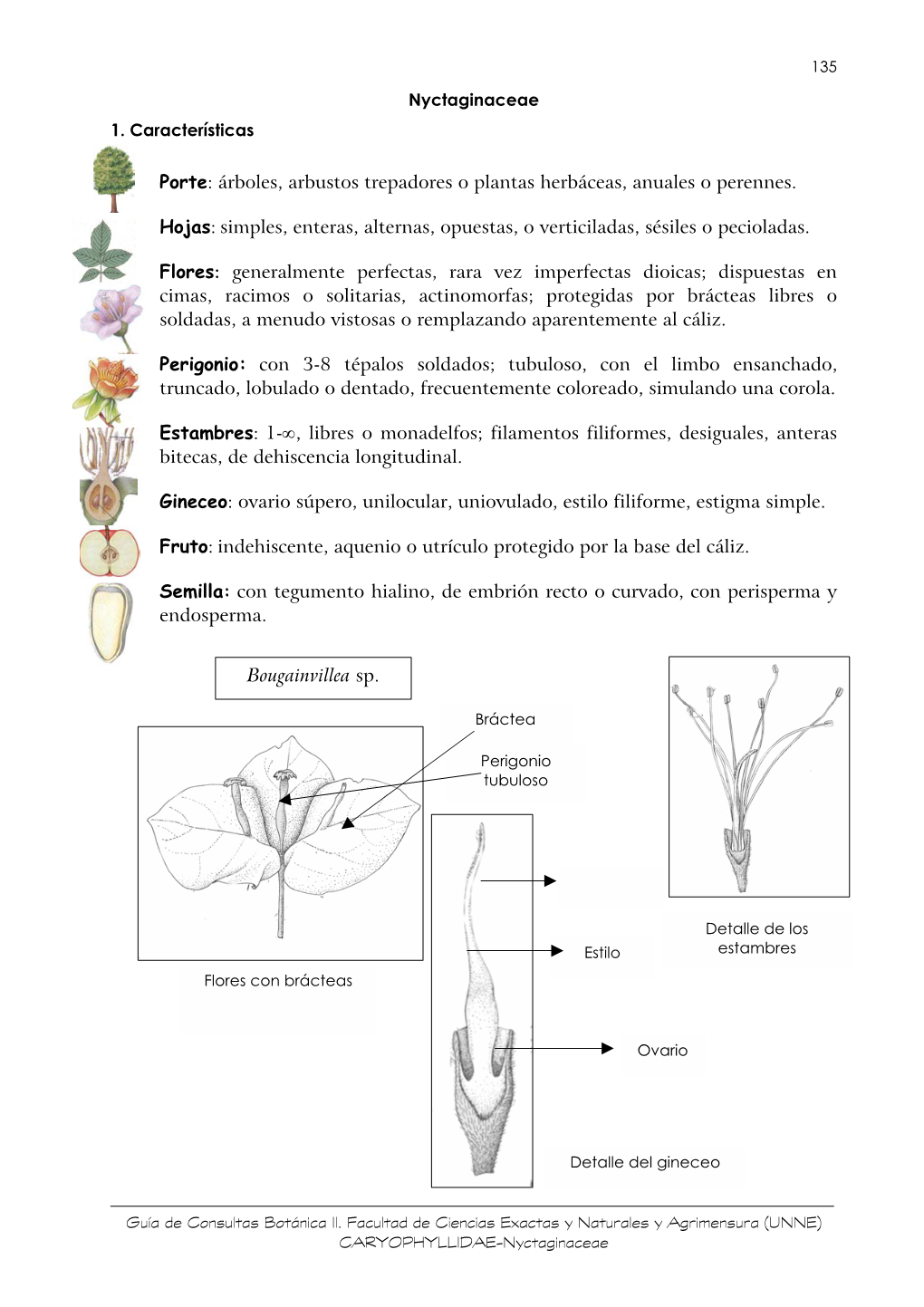 Familia: Nyctaginaceae