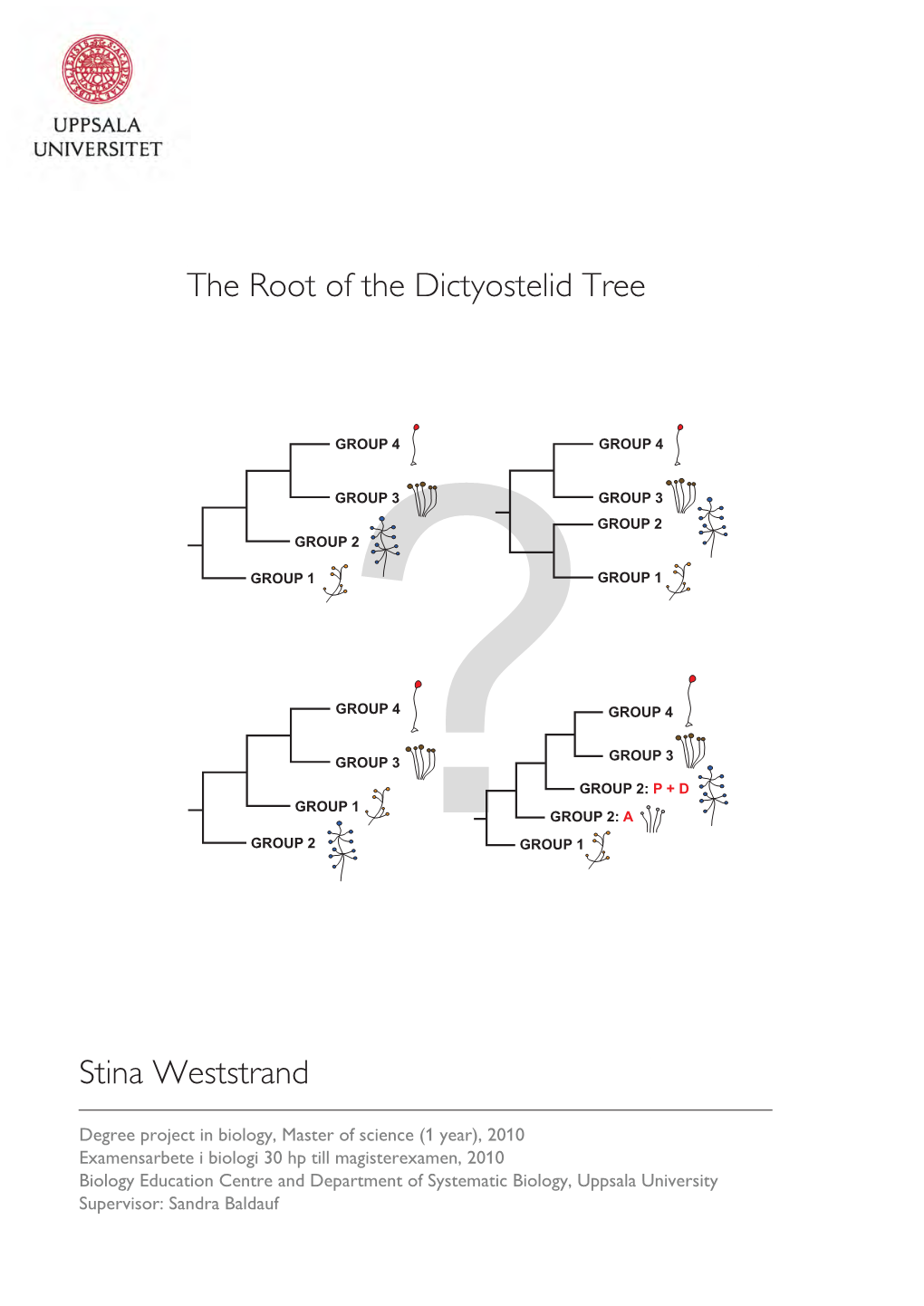 The Root of the Dictyostelid Tree