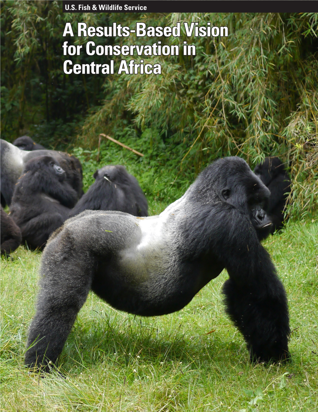 Our Vision for Conservation in Central Africa