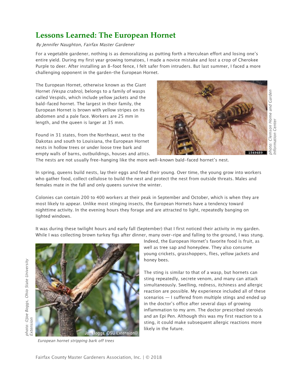 Lessons Learned: the European Hornet