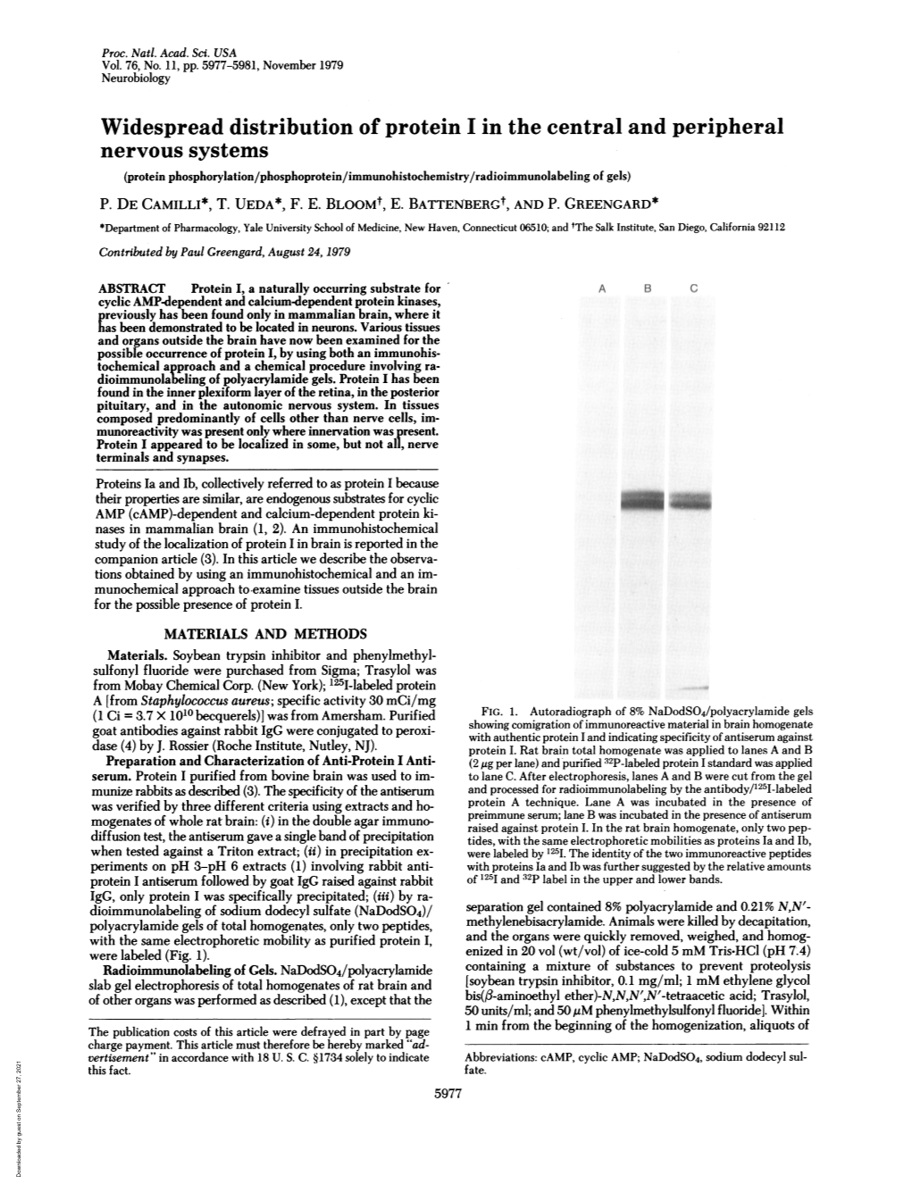 Widespread Distribution of Protein I in Thecentral and Peripheral Nervous