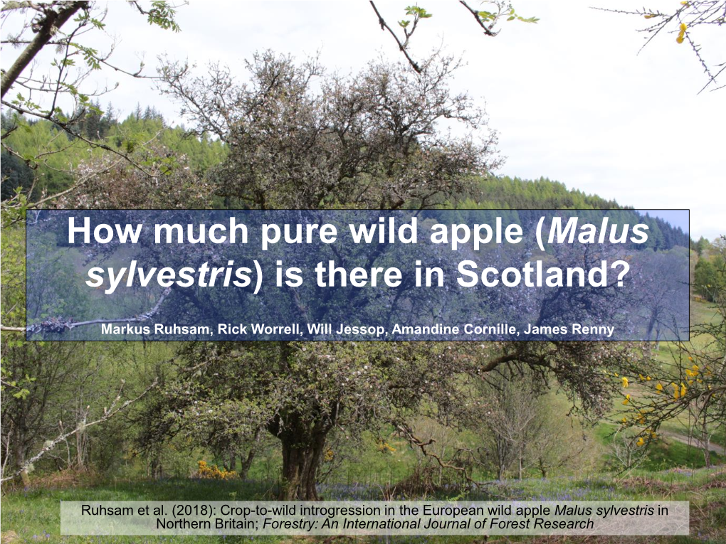 Malus Sylvestris) Is There in Scotland?