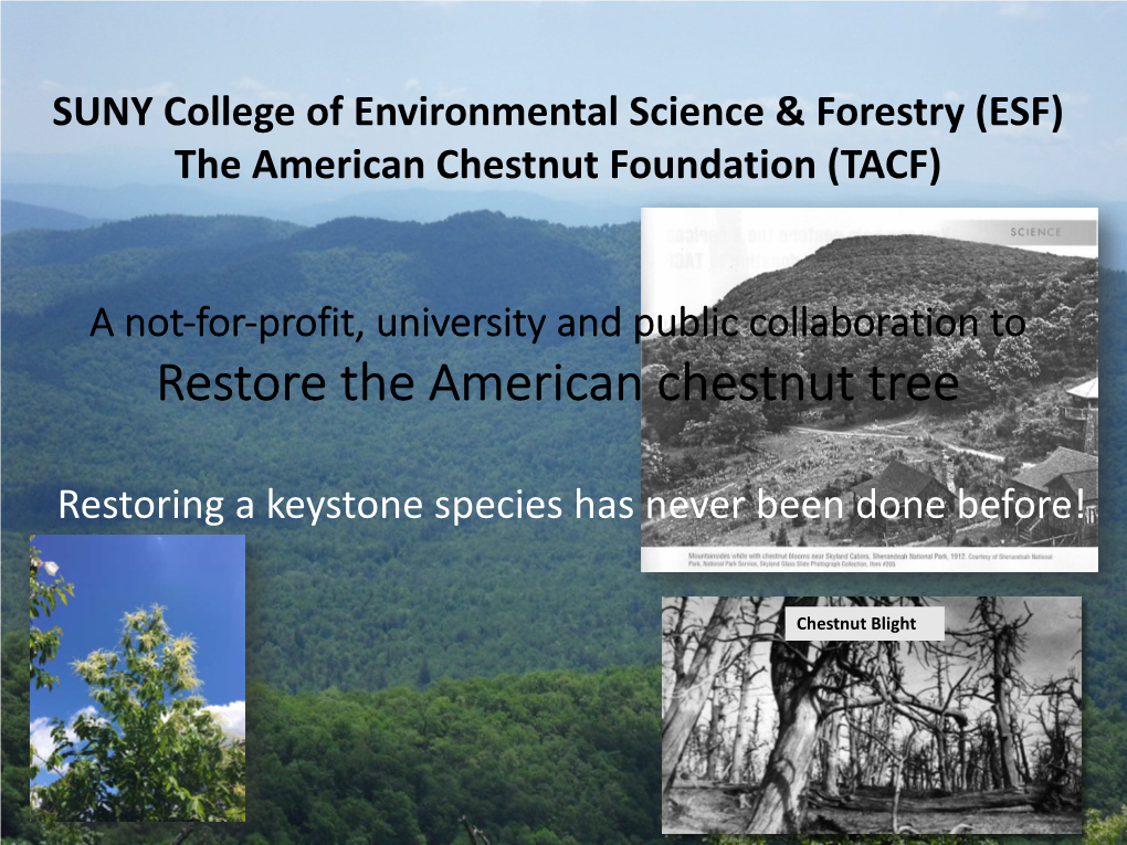 American Chestnut Trees Chestnut Blight on Related Species: Allegheny Chinkapin, C