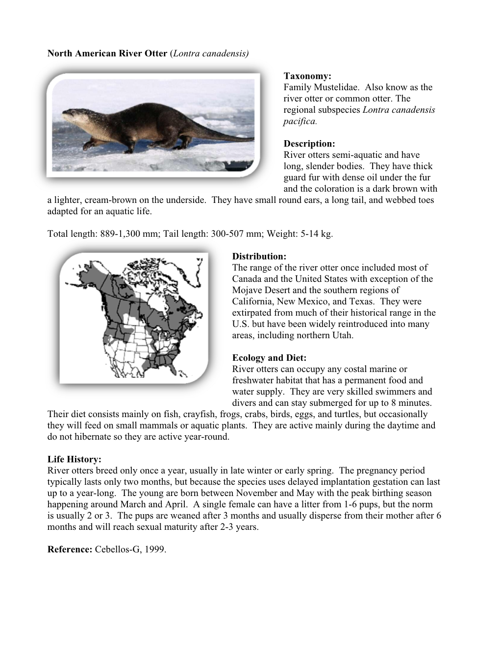 North American River Otter (Lontra Canadensis) Taxonomy: Family