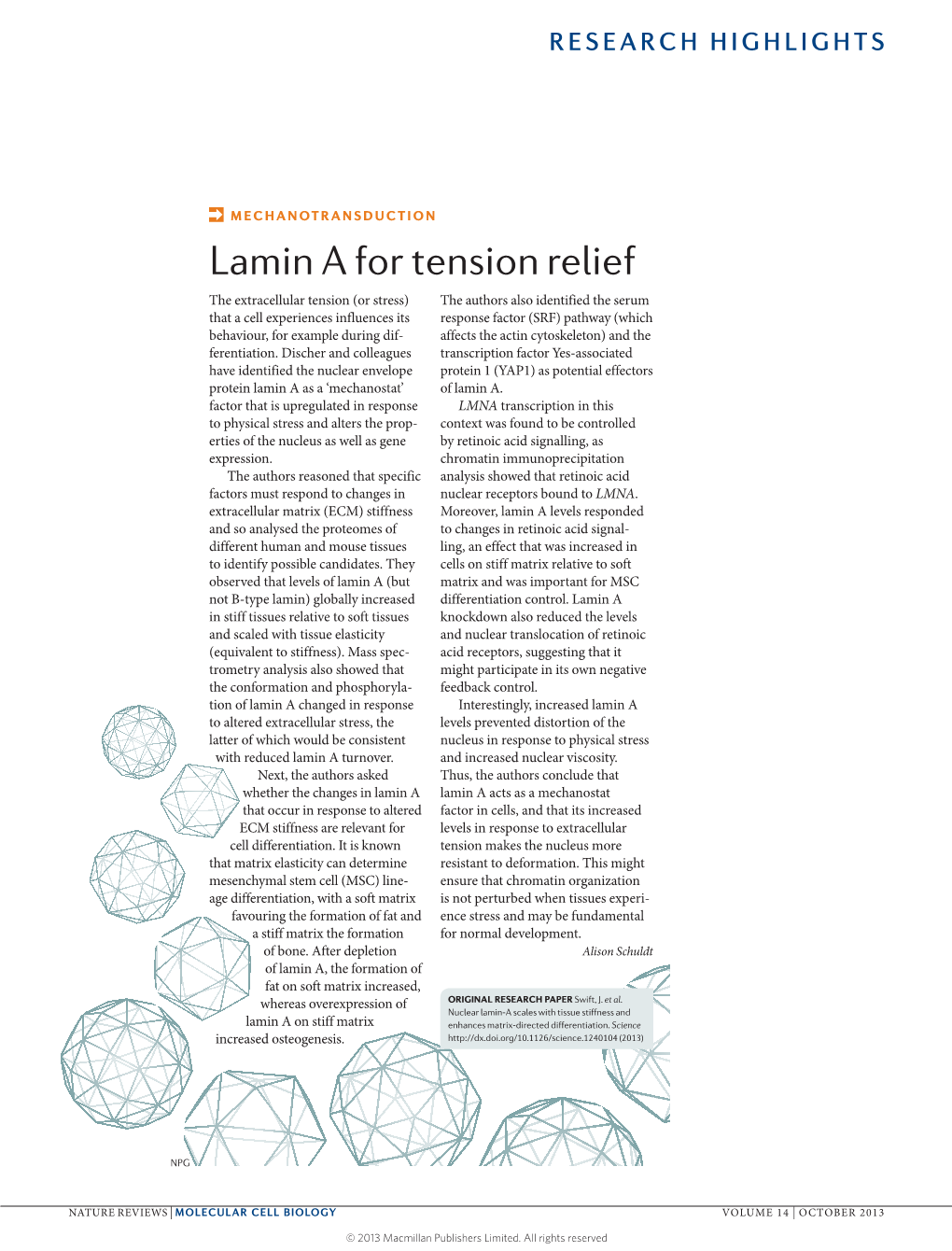 Mechanotransduction: Lamin a for Tension Relief