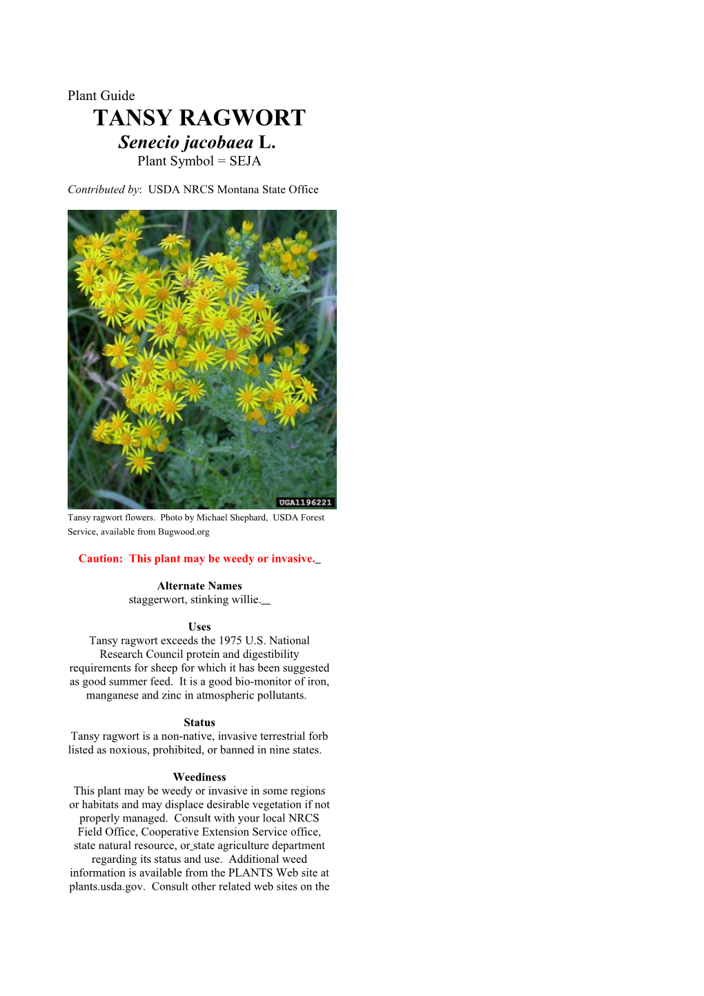 Tansy Ragwort Plant Guide