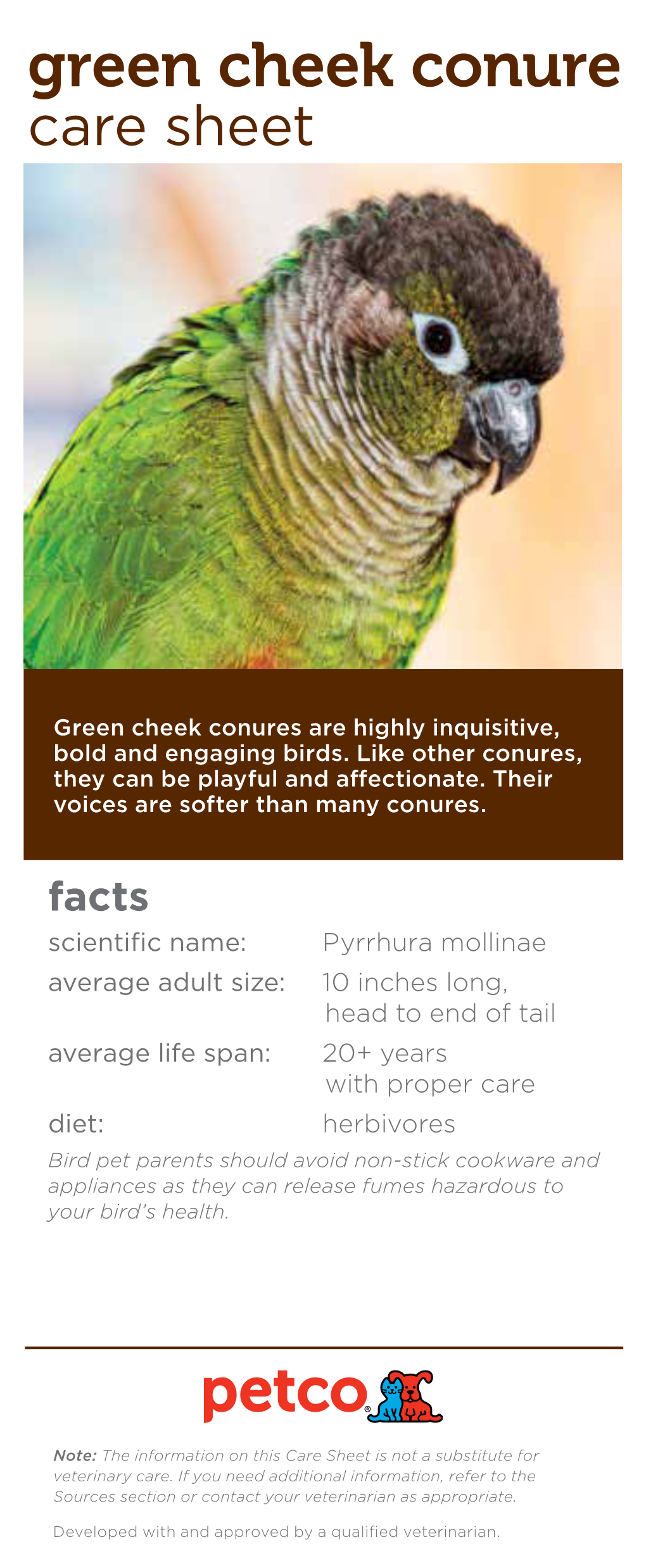 Green Cheek Conure Care Sheet