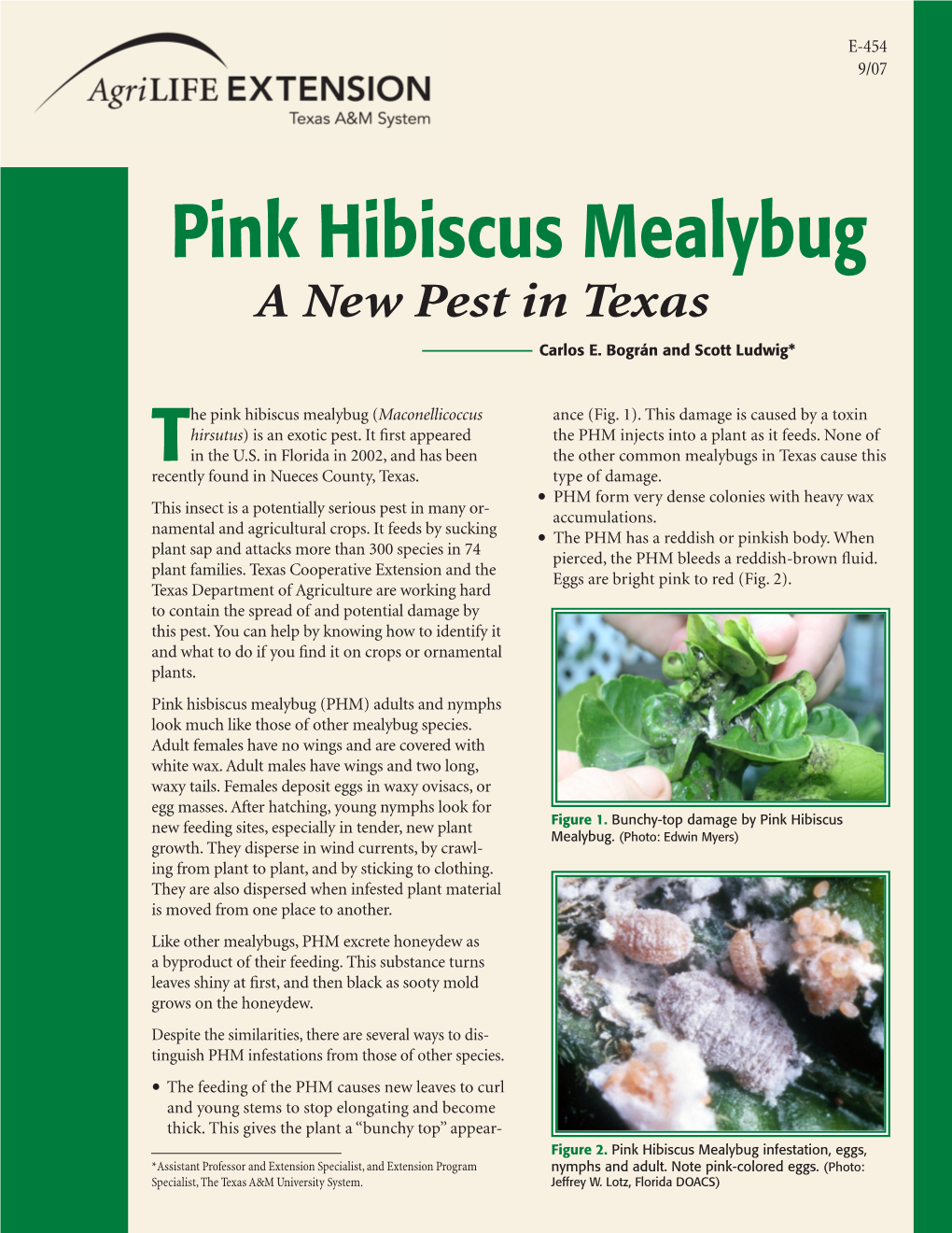 Pink Hibiscus Mealybug a New Pest in Texas Carlos E