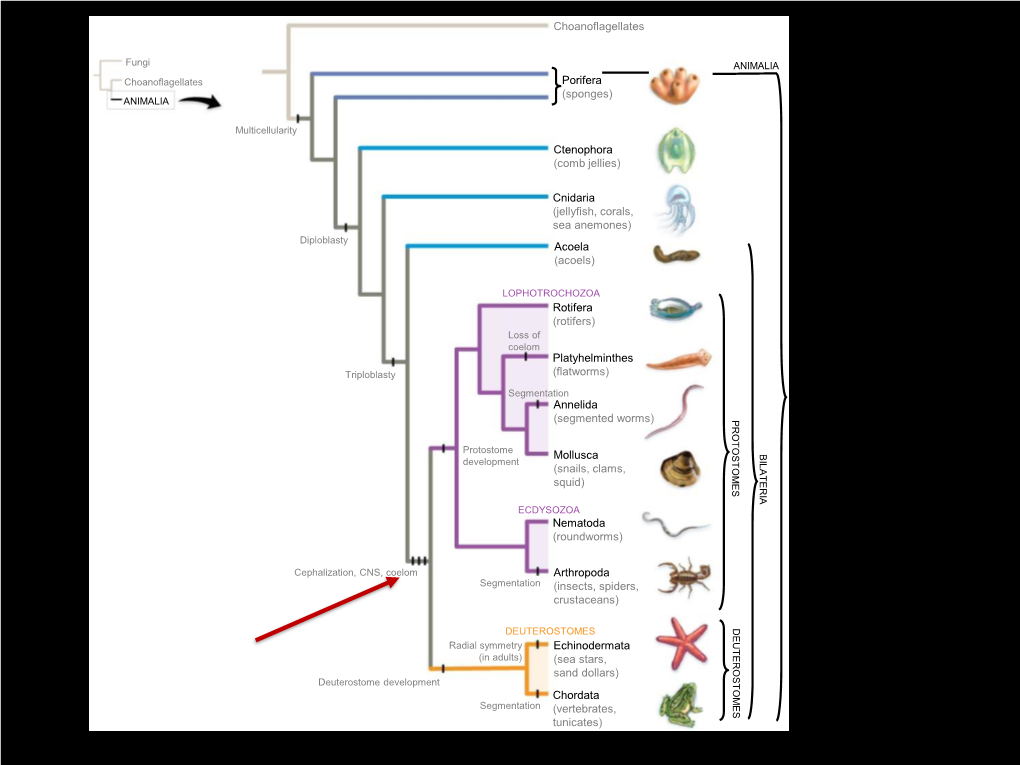 Porifera (Sponges) Choanoflagellates Ctenophora (Comb Jellies) Cnidaria (Jellyfish, Corals, Sea Anemones) Acoela (Acoels) Rotife