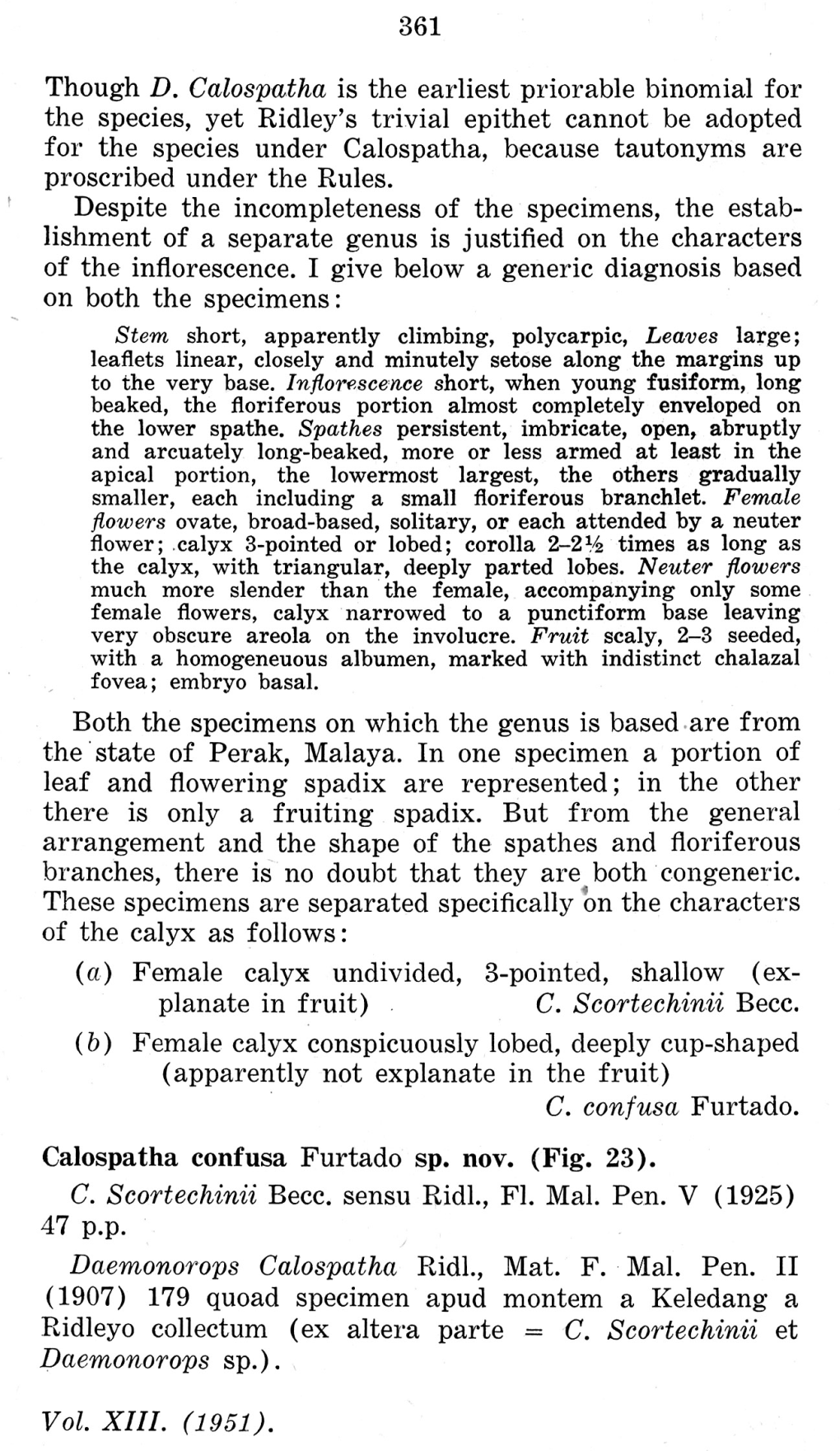 361 C. Scortechinii Becc. C. Confusa Furtado. Daemonorops Sp.). Vol. XIII