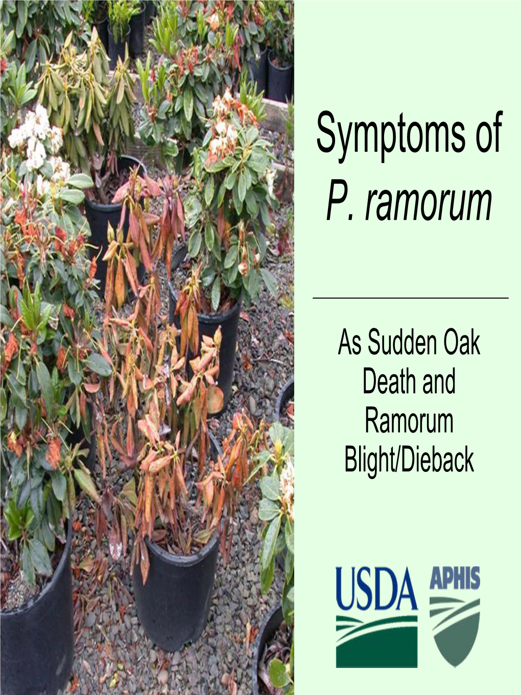 Symptoms of P. Ramorum