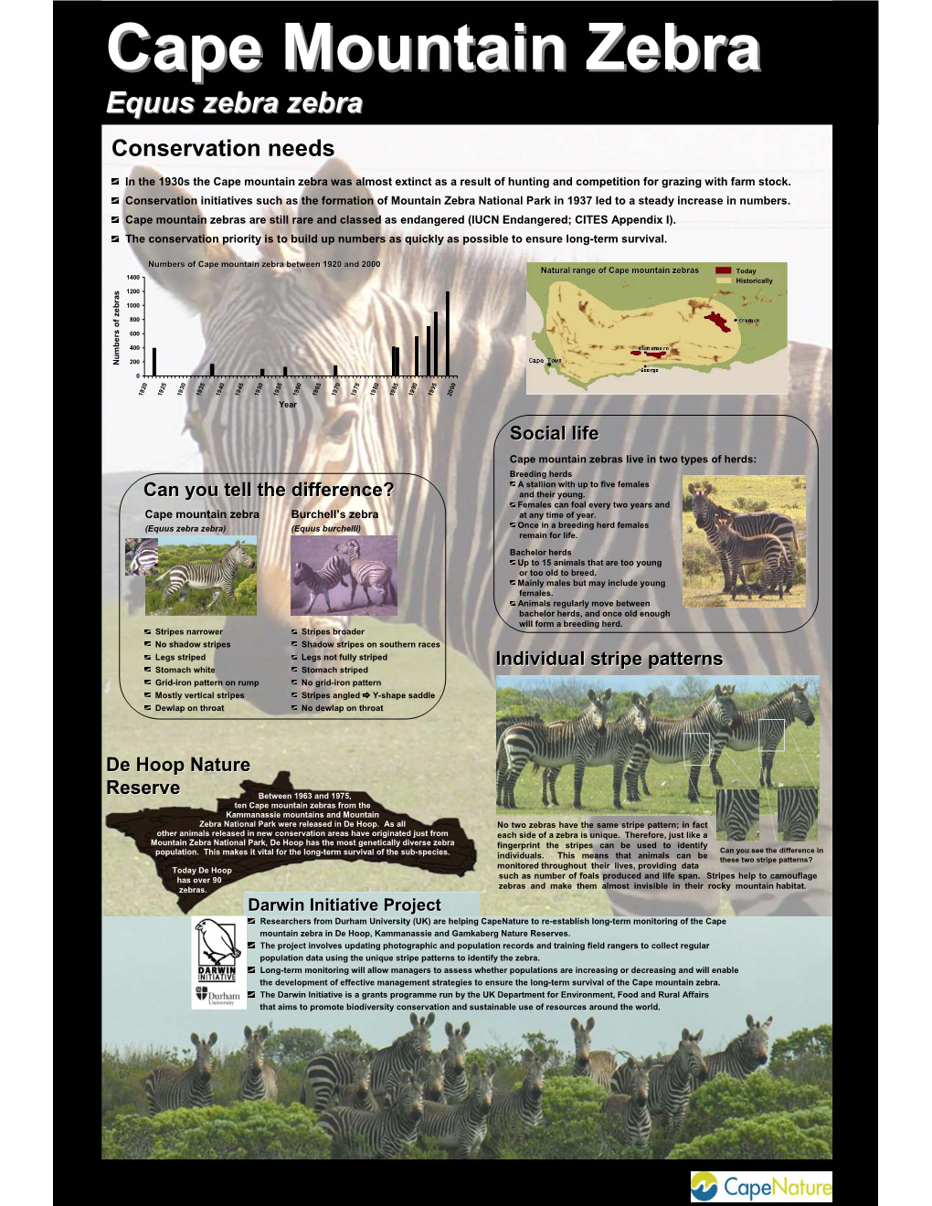 Cape Mountain Zebra Was Almost Extinct As a Result of Hunting and Competition for Grazing with Farm Stock