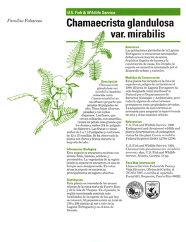Chamaecrista Glandulosa Var. Mirabilis
