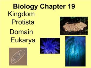 Biology Chapter 19 Kingdom Protista Domain Eukarya Description Kingdom Protista Is the Most Diverse of All the Kingdoms