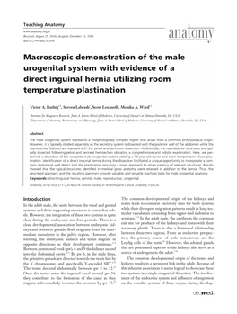 Macroscopic Demonstration of the Male Urogenital System with Evidence of a Direct Inguinal Hernia Utilizing Room Temperature Plastination