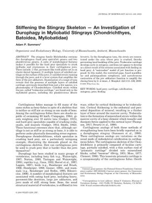 Stiffening the Stingray Skeleton — an Investigation of Durophagy in Myliobatid Stingrays (Chondrichthyes, Batoidea, Myliobatidae)