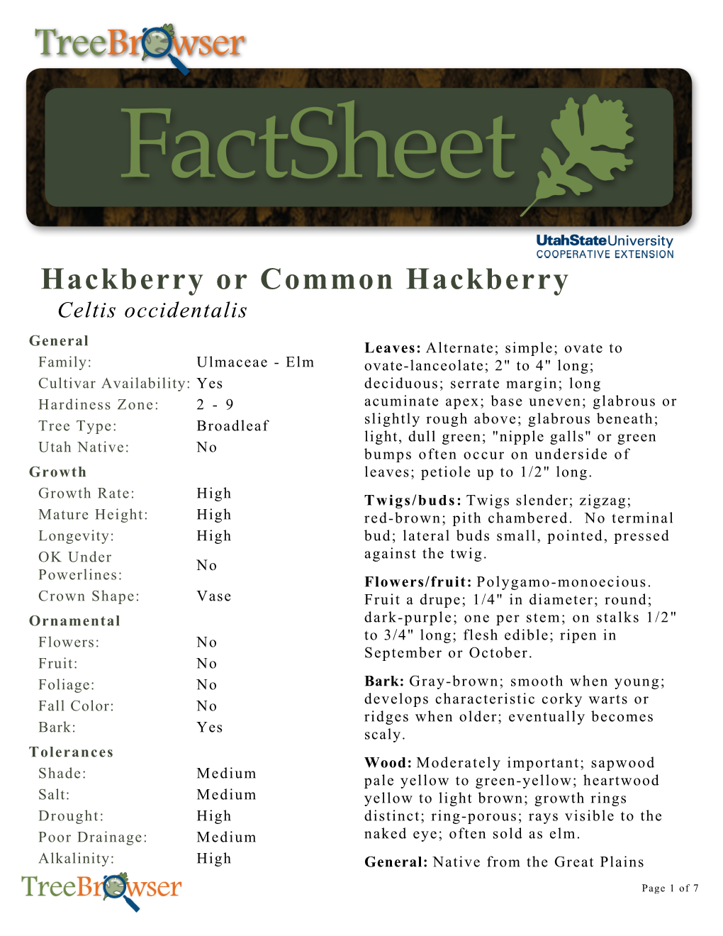 Hackberry Or Common Hackberry Celtis Occidentalis