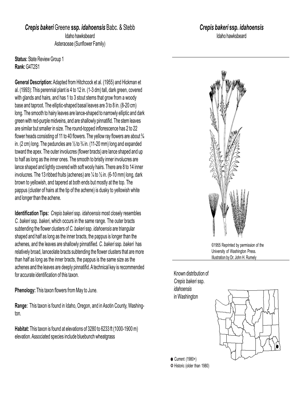 Crepis Bakeri Ssp. Idahoensis Idaho Hawksbeard Idaho Hawksbeard Asteraceae (Sunflower Family)