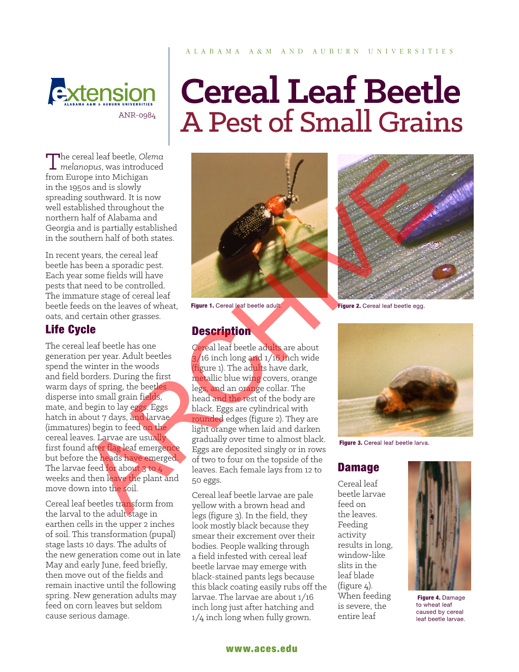 Cereal Leaf Beetle ANR-0984 a Pest of Small Grains