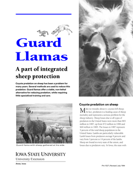 Guard Llamas a Part of Integrated Sheep Protection