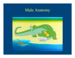 2006 Male Anatomy and Spermatogenisis.PPT