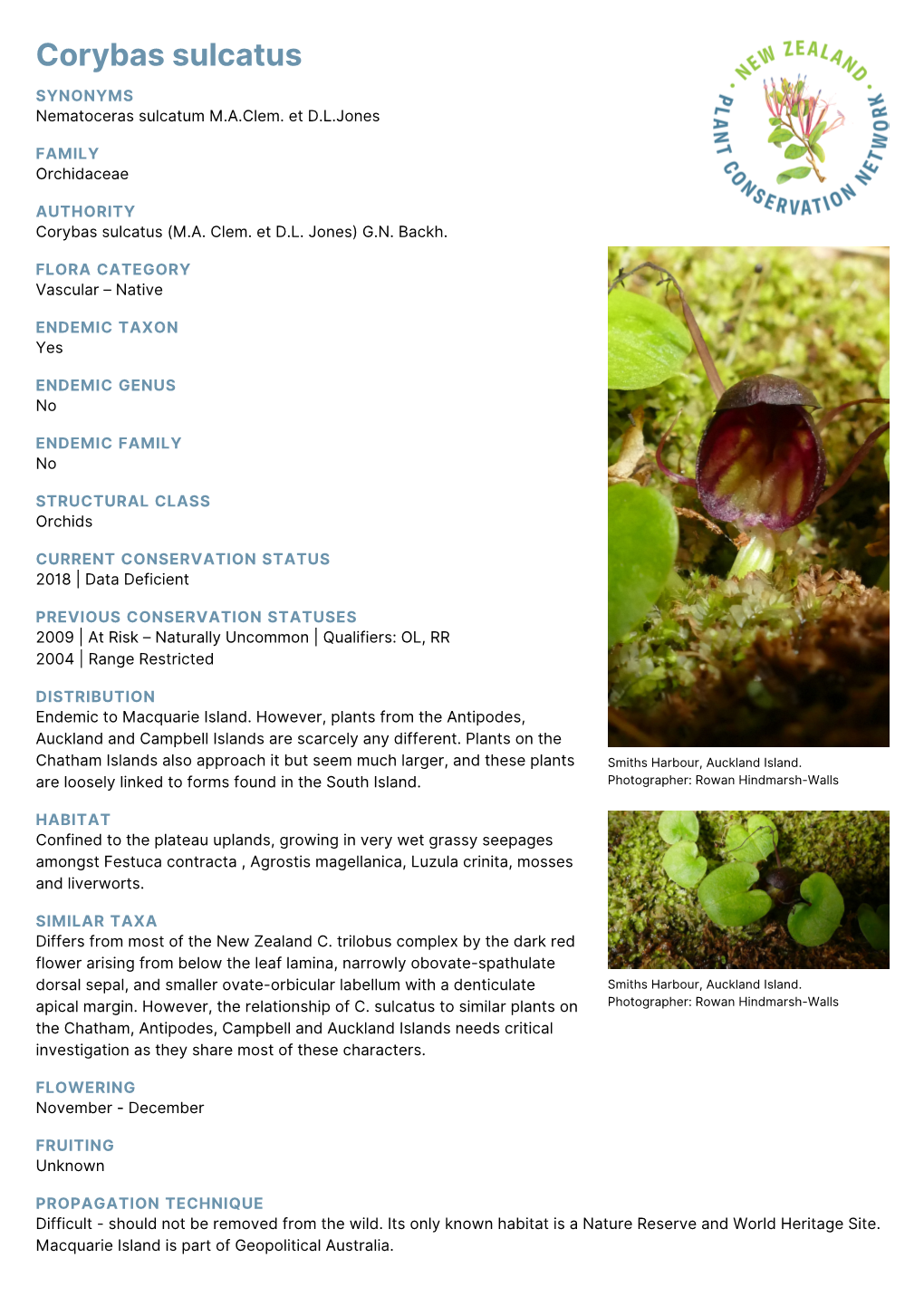 Corybas Sulcatus