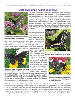 Black Swallowtail, Papilio Polyxenes