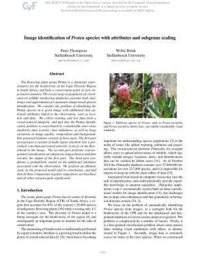 Image Identification of Protea Species with Attributes and Subgenus Scaling