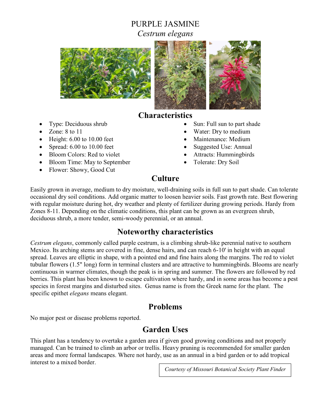 PURPLE JASMINE Cestrum Elegans Characteristics Culture Noteworthy