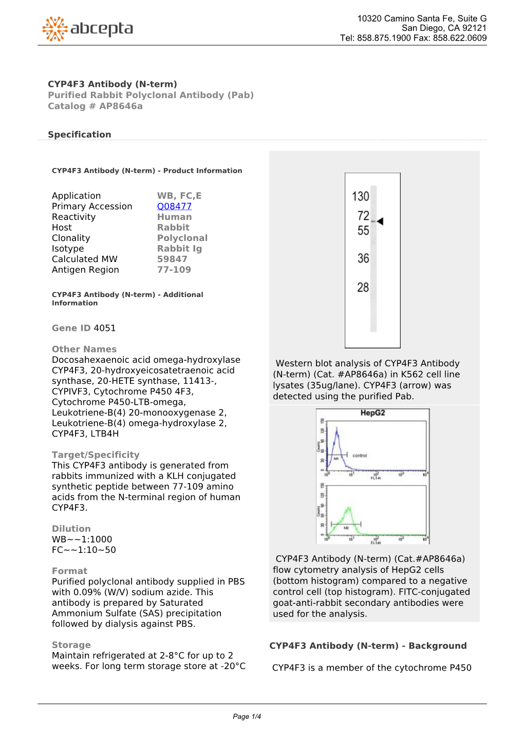 CYP4F3 Antibody (N-Term) Purified Rabbit Polyclonal Antibody (Pab) Catalog # Ap8646a