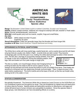 American White Ibis