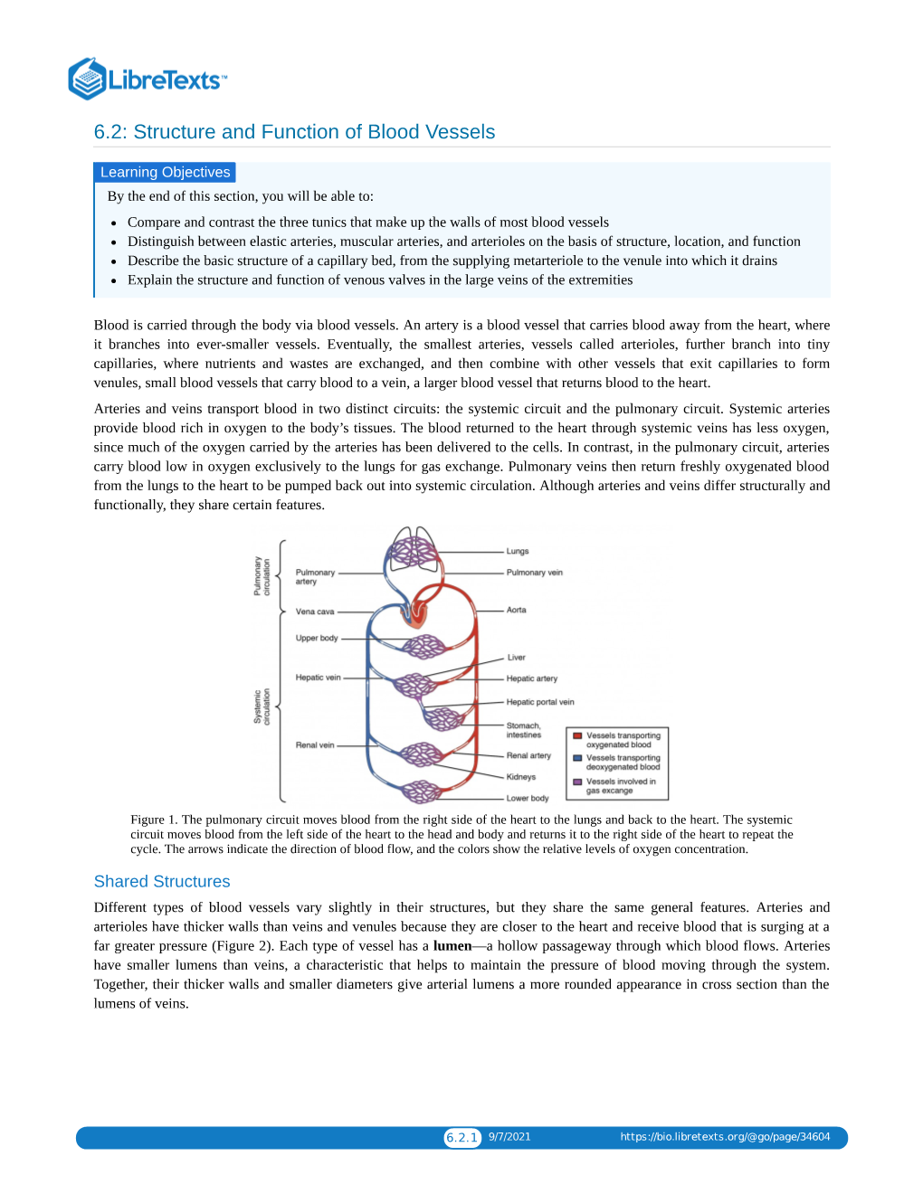 6.2: Structure and Function of Blood Vessels