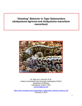 “Greeting” Behavior in Tiger Salamanders (Ambystoma Tigrinum and Ambystoma Mavortium Mavortium)