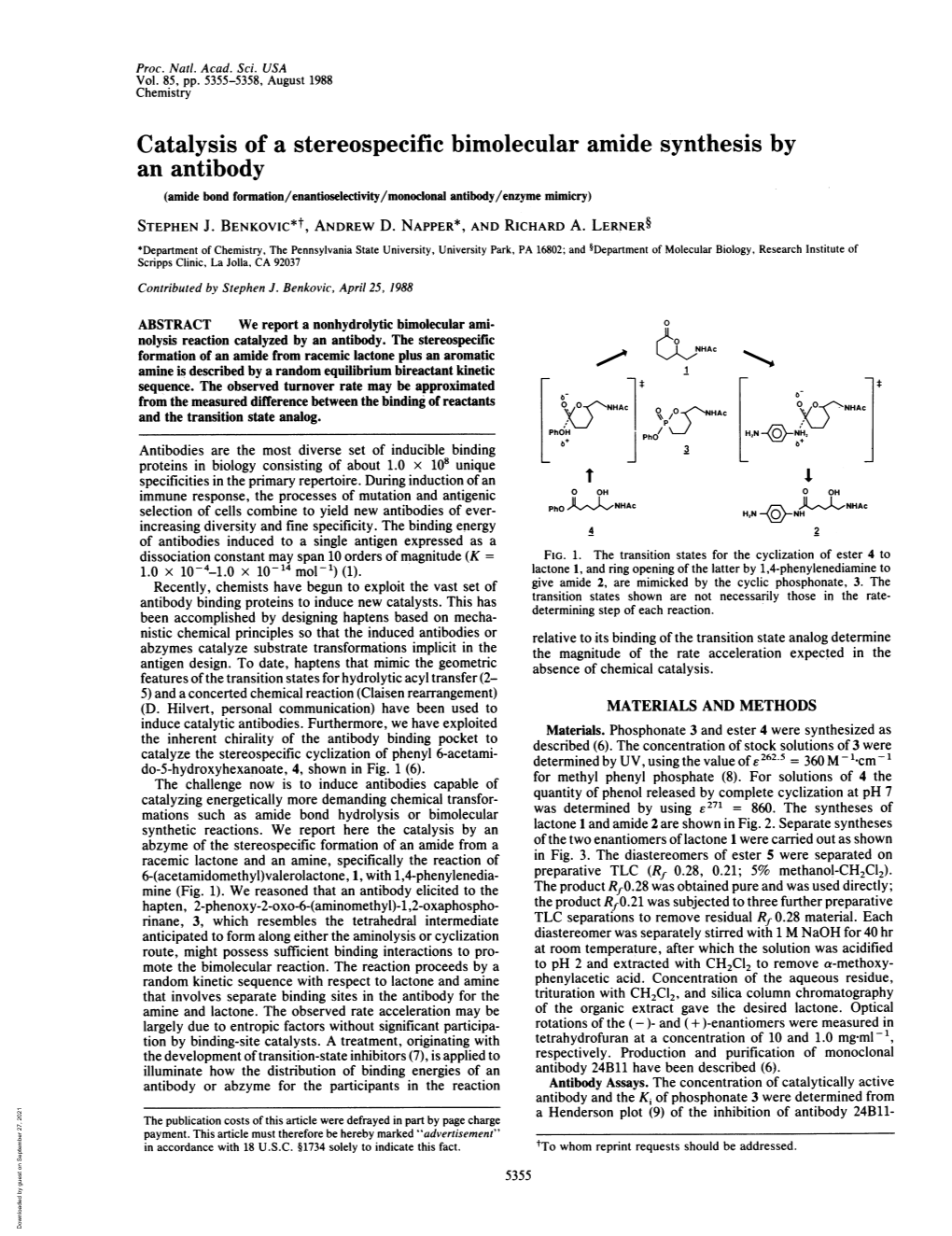 Catalysis of a Stereospecific Bimolecular Amide Synthesis by an Antibody (Amide Bond Formation/Enantioselectivity/Monoclonal Antibody/Enzyme Mimicry) STEPHEN J