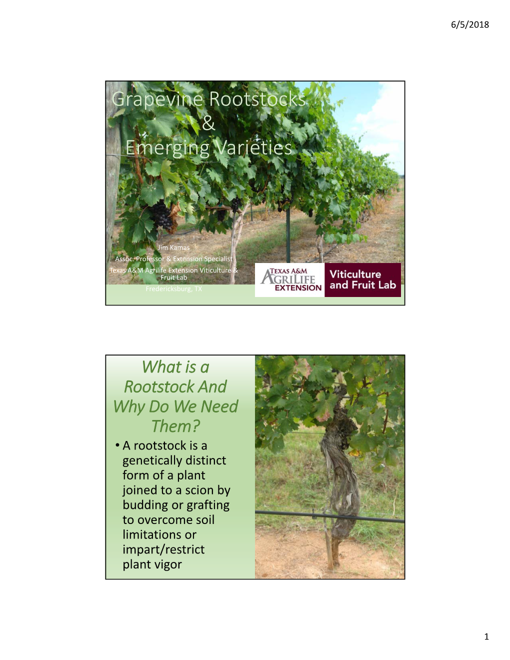 Grapevine Rootstocks & Emerging Varieties