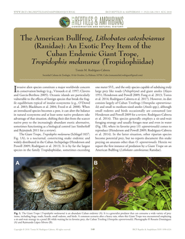 The American Bullfrog, Lithobates