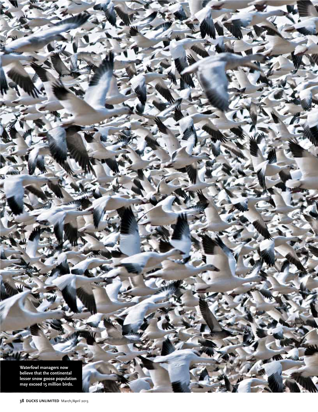 Light Goose Dilemma Despite Increased Harvests, Populations of These Arctic-Nesting Geese Continue to Grow