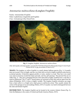 Antennarius Multiocellatus (Longlure Frogfish)