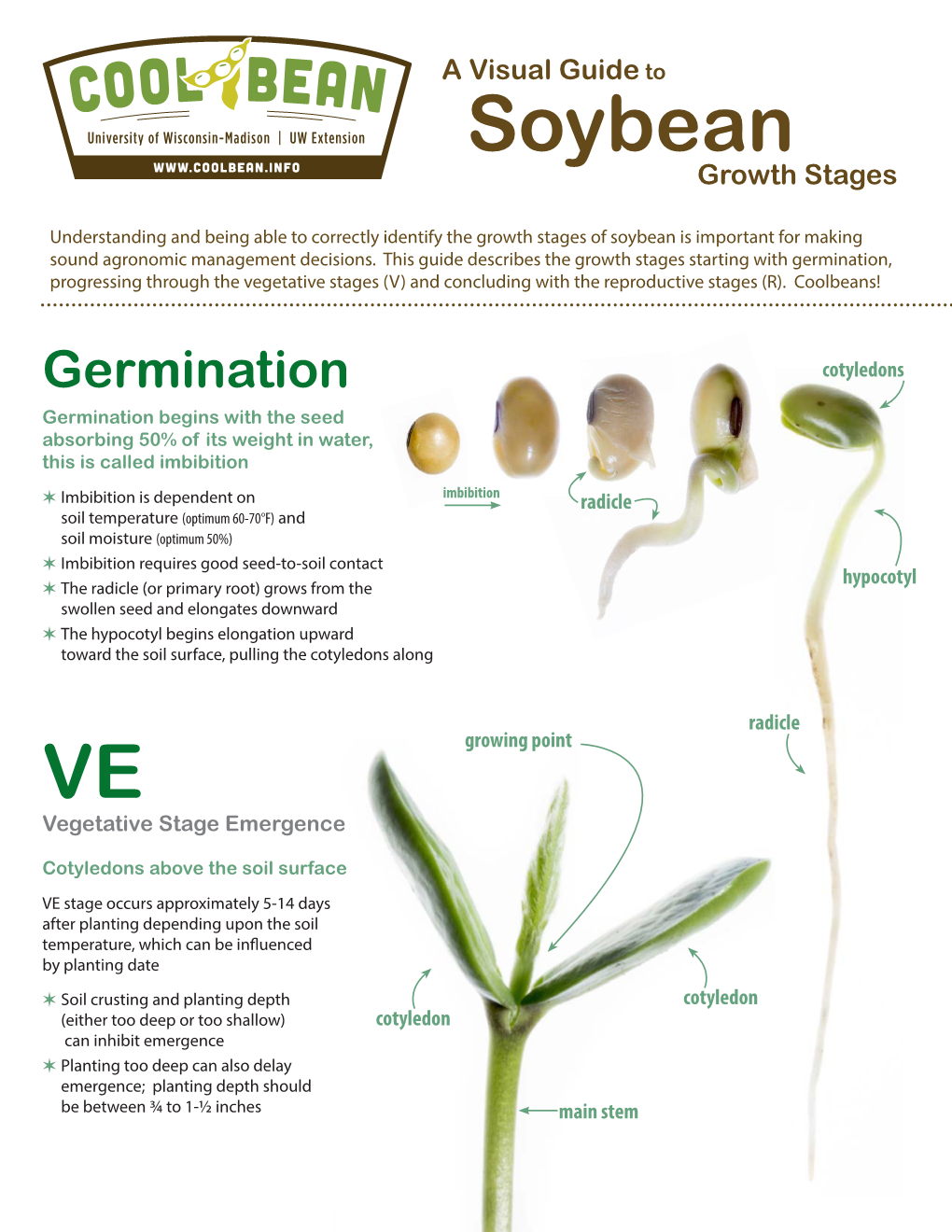 Soybean Growth Stages