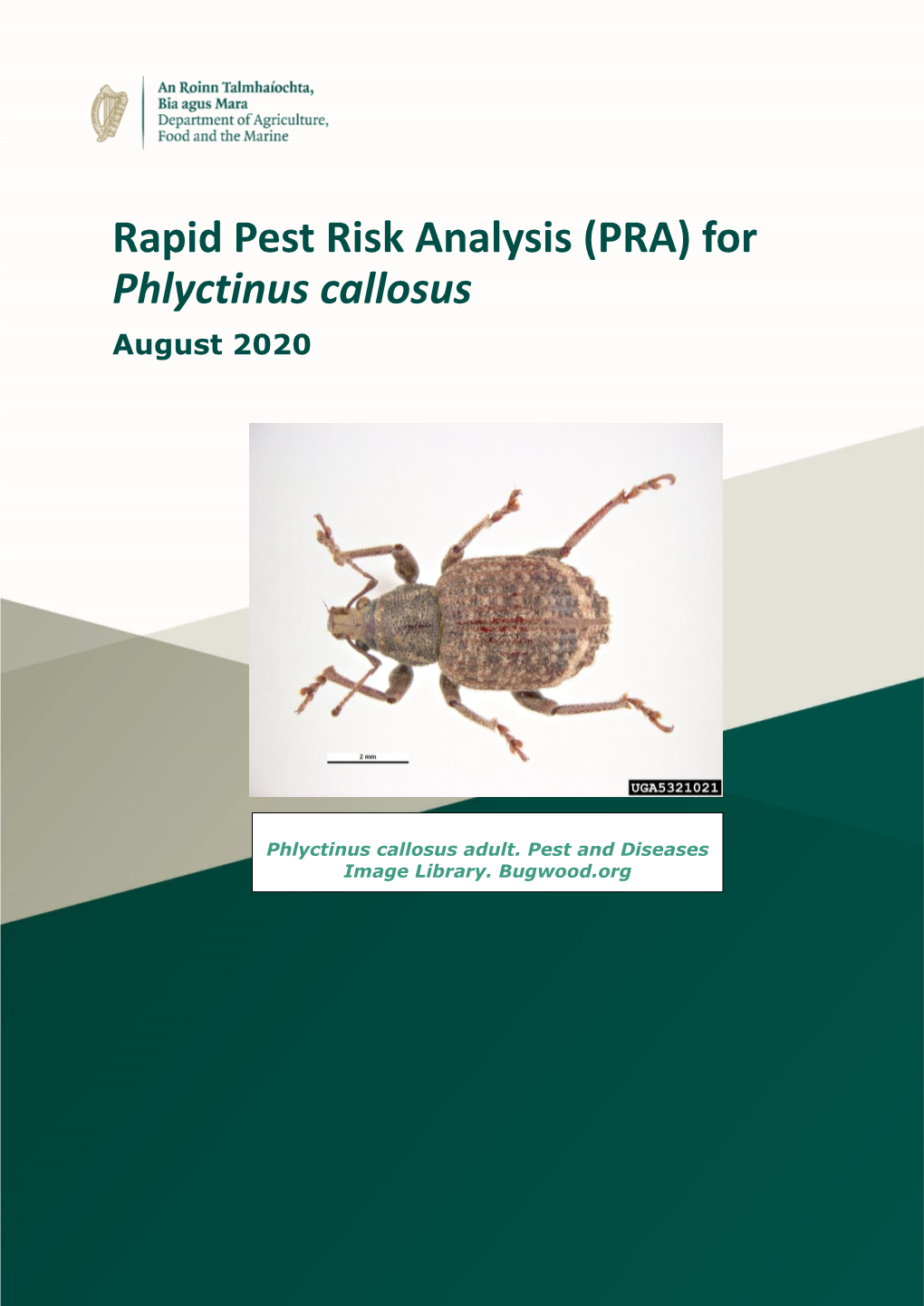 Rapid Pest Risk Analysis (PRA) for Phlyctinus Callosus August 2020