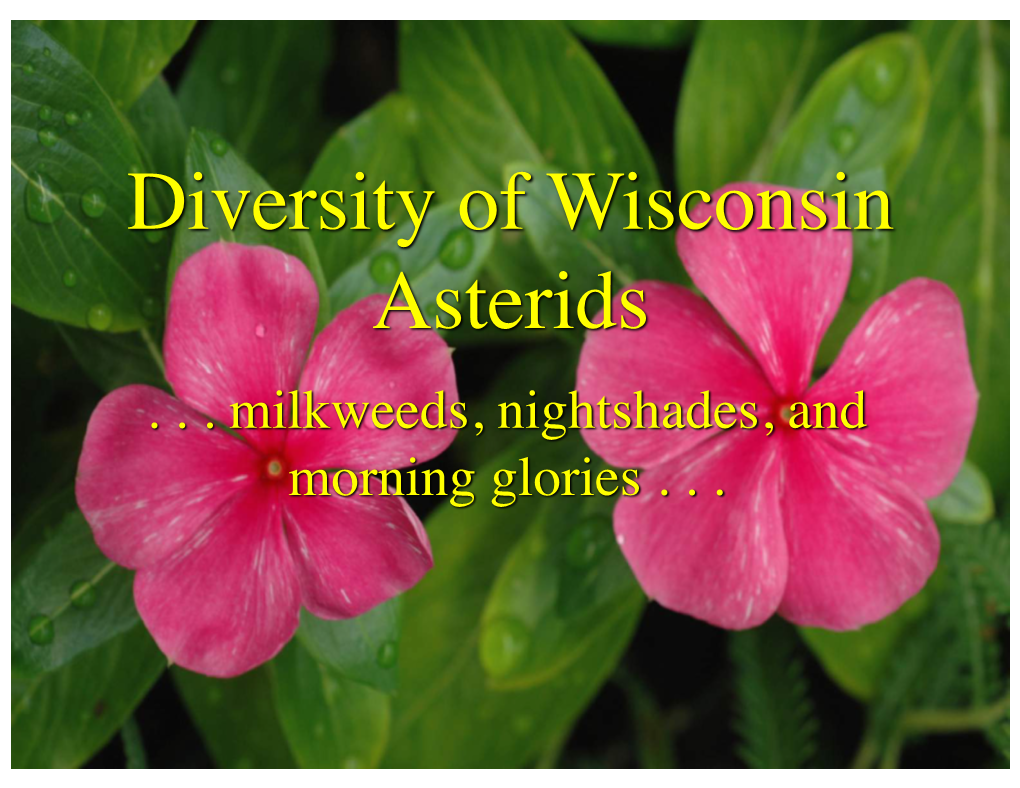 Diversity of Wisconsin Asterids