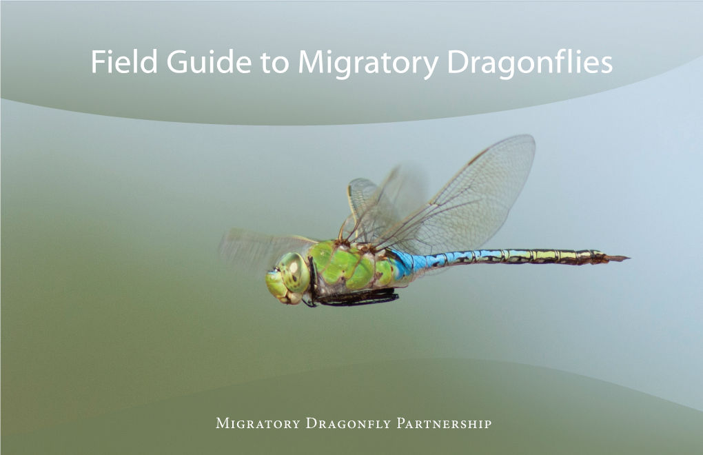 Field Guide to Migratory Dragonflies