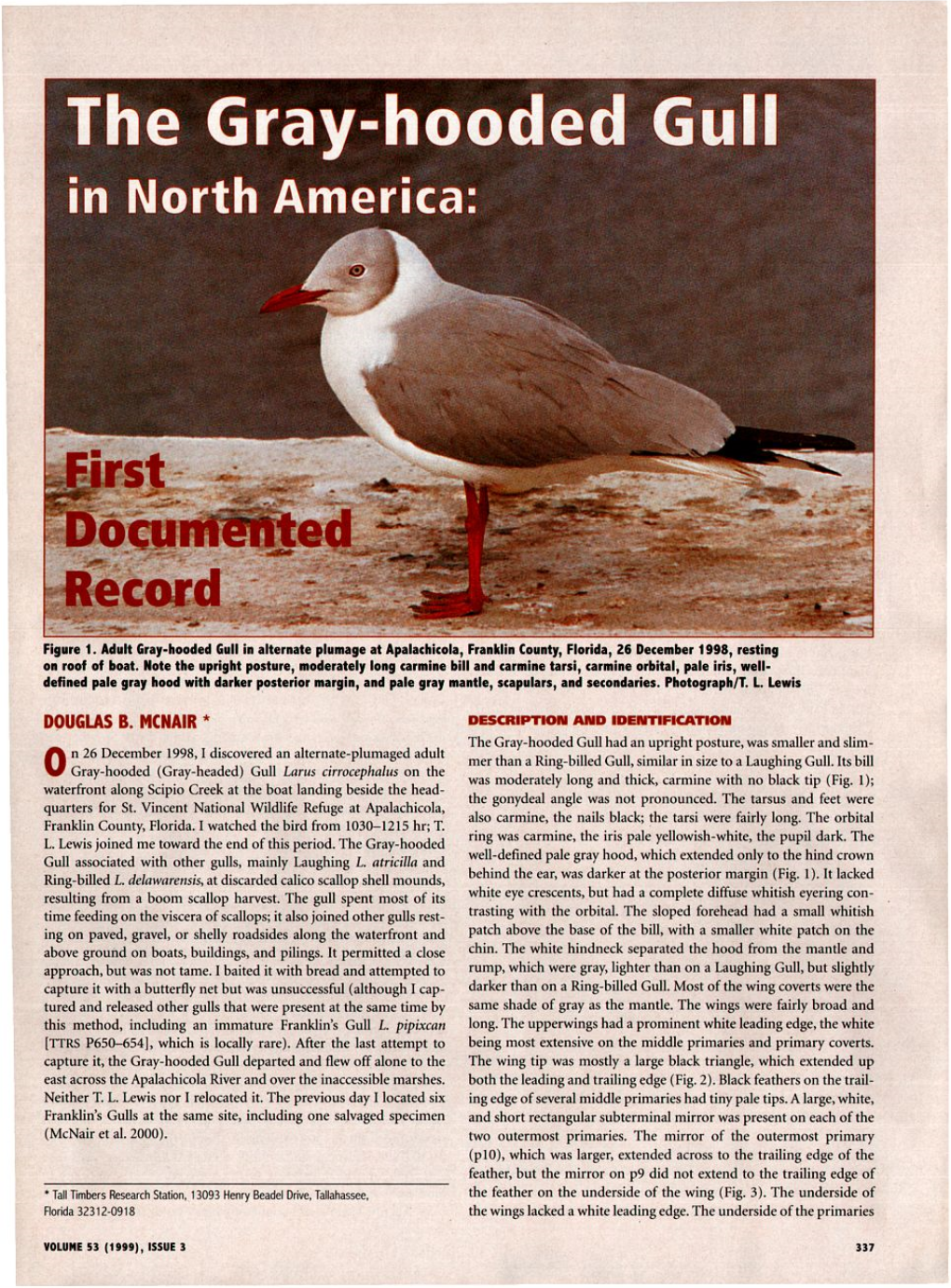 The Gray-Hooded Gull in North America: First Documented Record