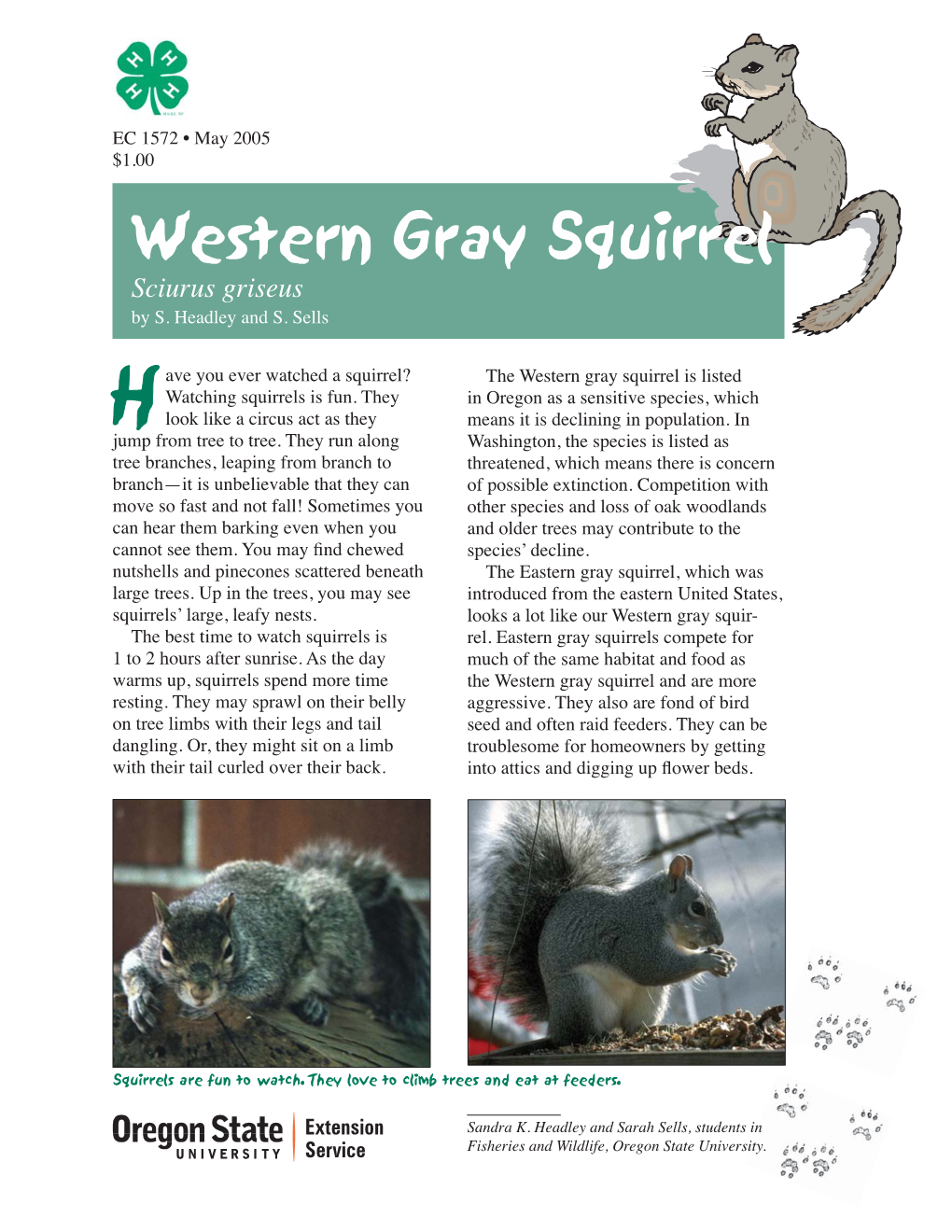 Western Gray Squirrel, EC 1572