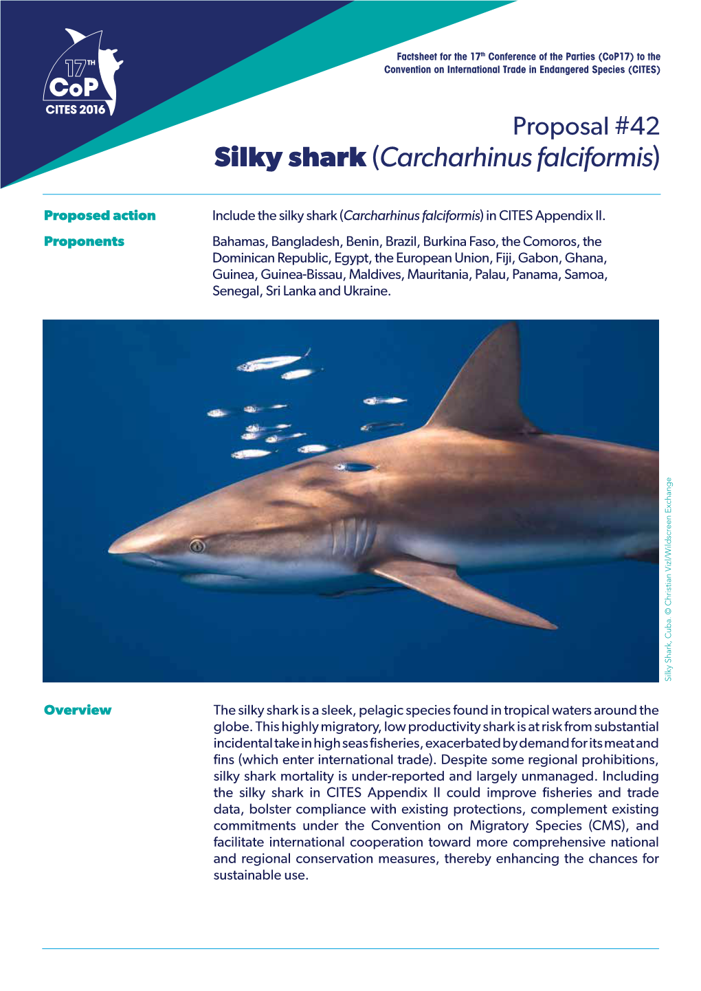 Silky Shark (Carcharhinus Falciformis)