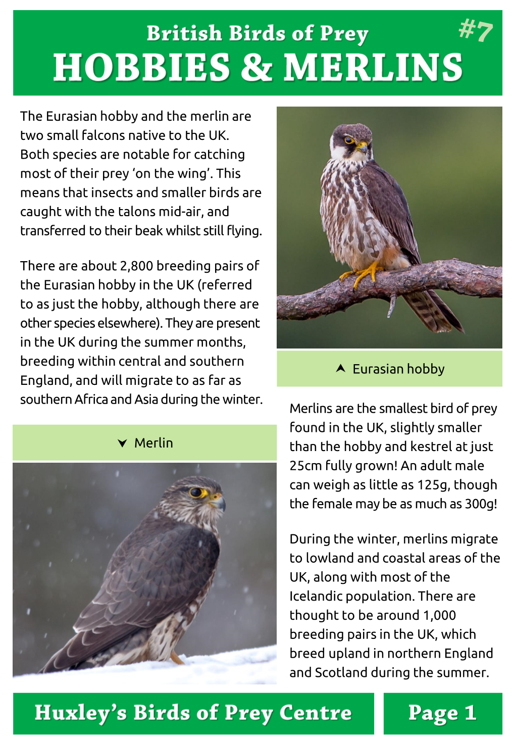 The Eurasian Hobby and the Merlin Are Two Small Falcons Native to the UK