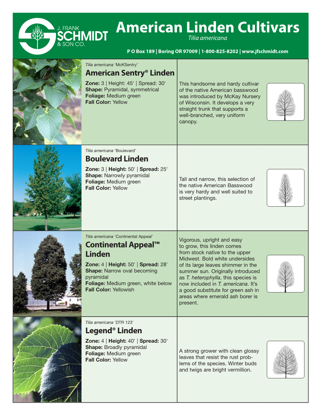 American Linden Cultivars Tilia Americana