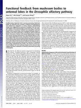 Functional Feedback from Mushroom Bodies to Antennal Lobes in the Drosophila Olfactory Pathway